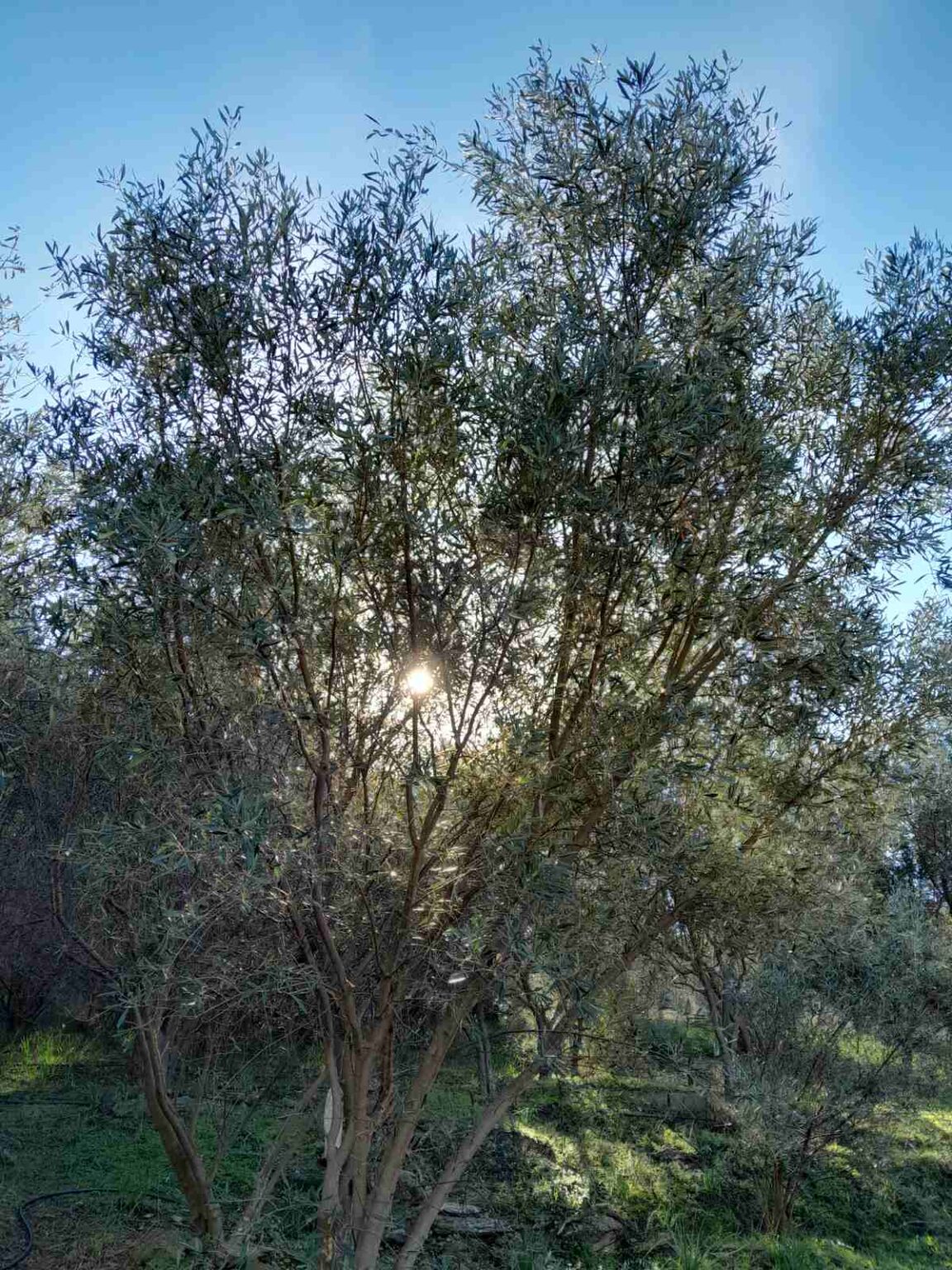τι κάνει ο ζΒόλος
