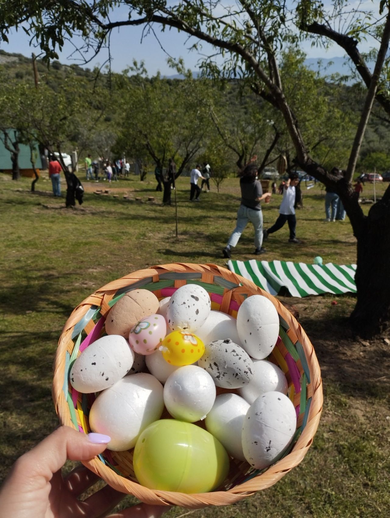 egg hunt main_zvolos egg hunt main_zvolos